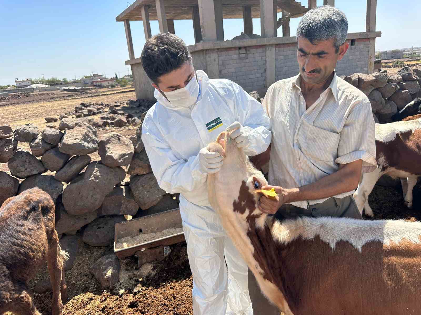 Şırnak’ta şap hastalığına karşı seferberlik