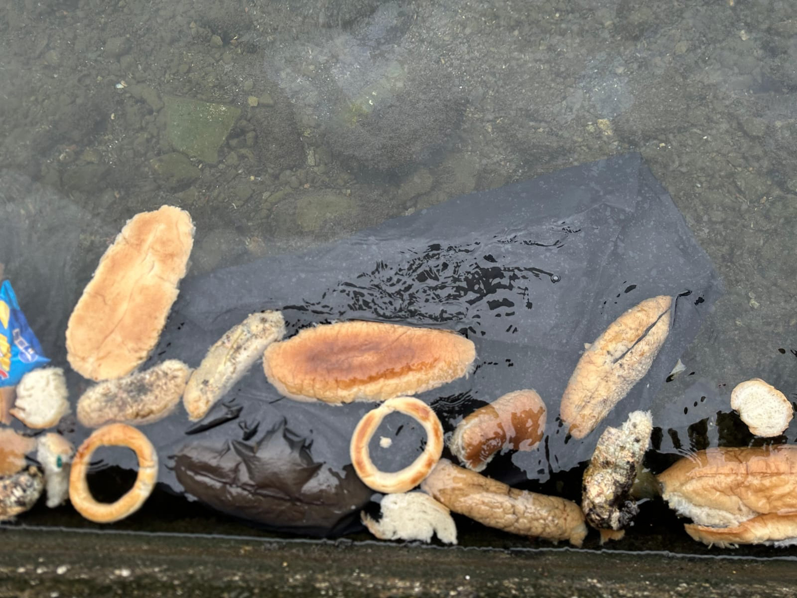 Yüzlerce ekmek, simit ve mısır ekmeğini denize döktüler