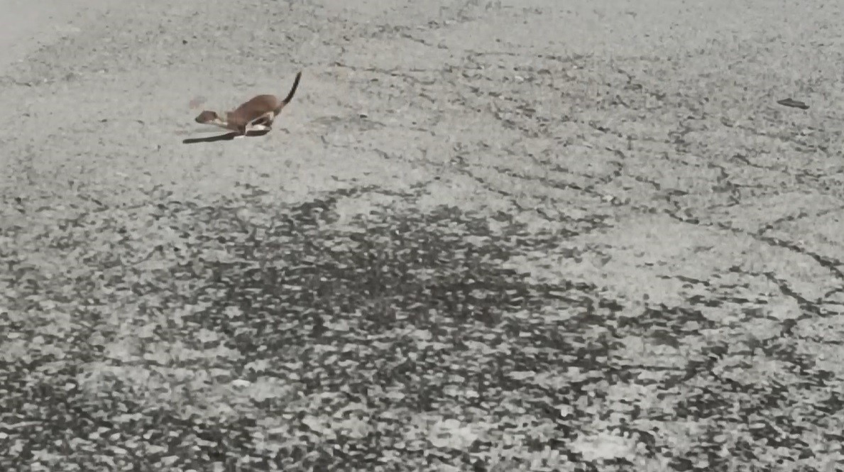 Kars’ta koruma altındaki gelincik caddede görüntülendi