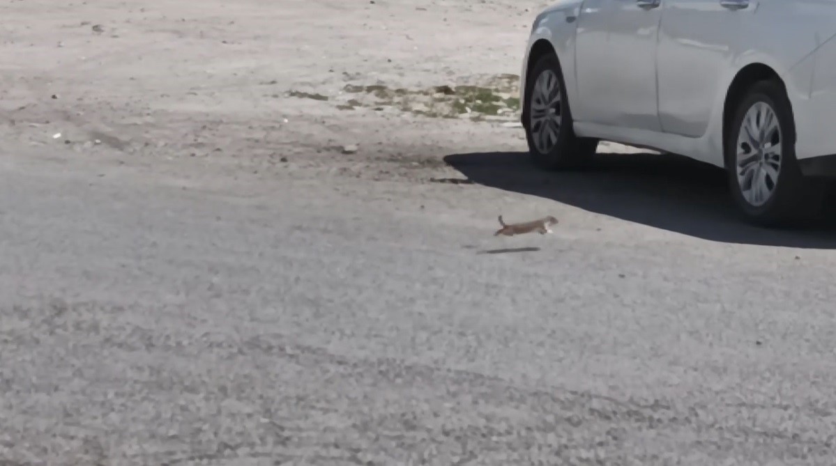 Kars&rsquo;ta koruma altındaki gelincik caddede g&ouml;r&uuml;nt&uuml;lendi
