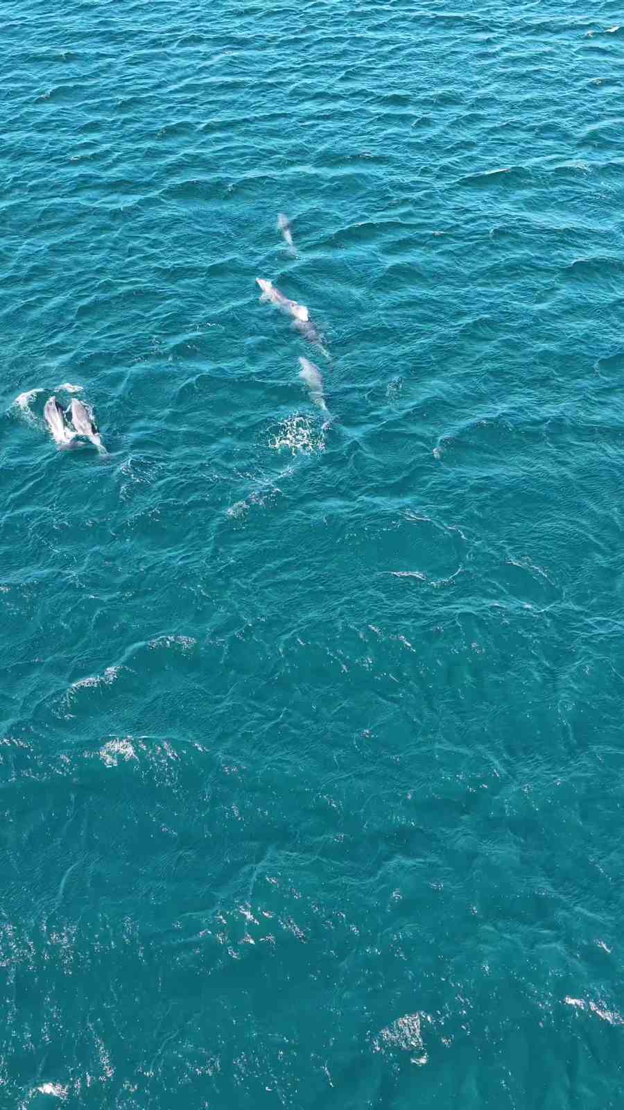 Erdek Körfezi’nde yunus sürprizi, Bandırma Limanı’nda lüfer şöleni