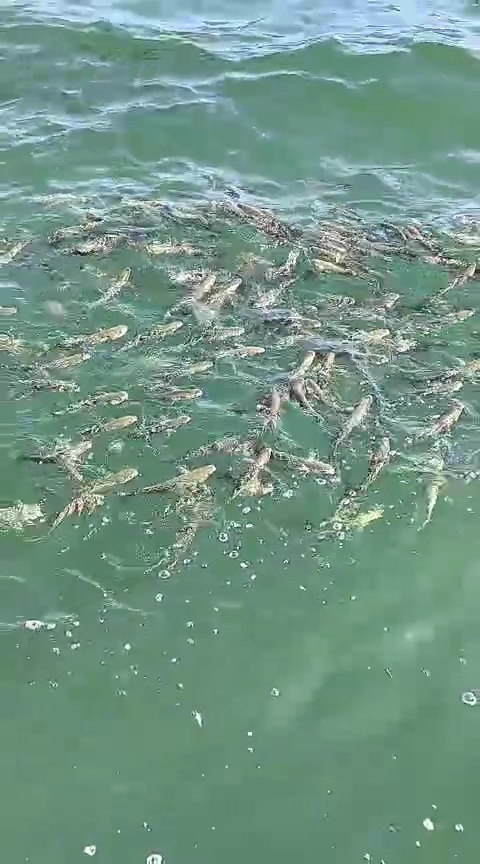 Erdek K&ouml;rfezi&rsquo;nde yunus s&uuml;rprizi, Bandırma Limanı&rsquo;nda l&uuml;fer ş&ouml;leni
