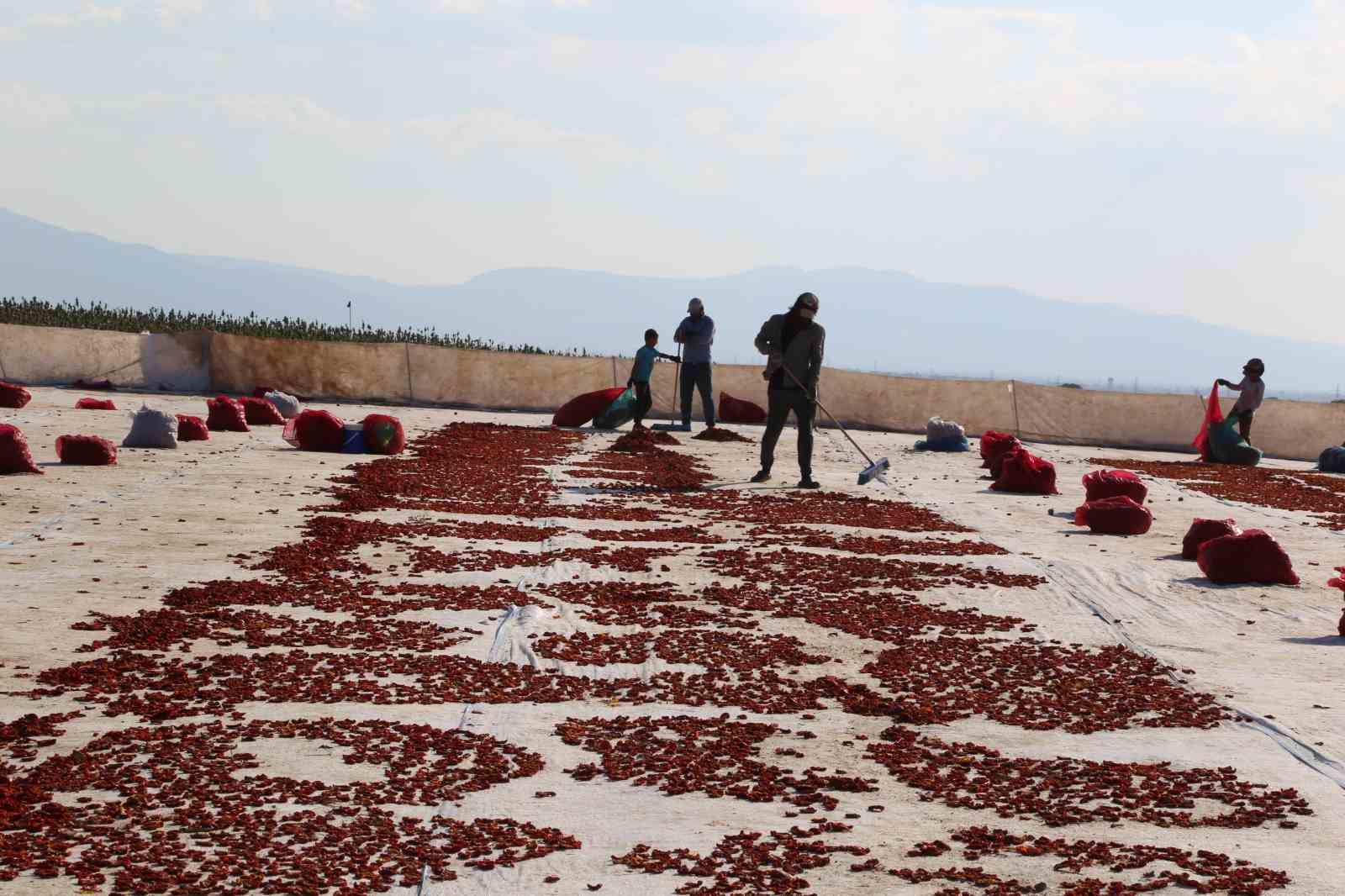 Domates kurutma alanlarında g&ouml;rsel ş&ouml;len

