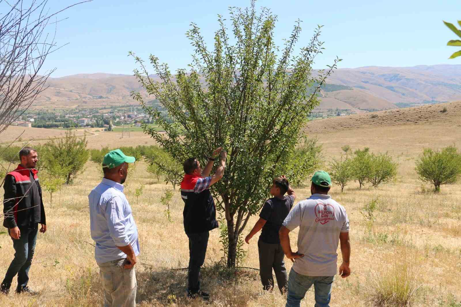 250 dekarlık alana 10 binin &uuml;zerinde vişne ağacı dikerek zoru başardı

