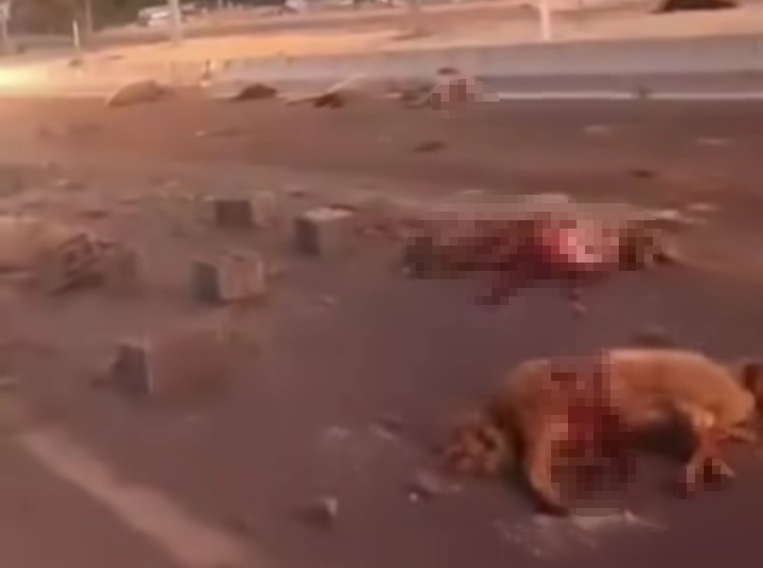 Van’da kamyonet sürüye çarptı: 37 koyun telef oldu