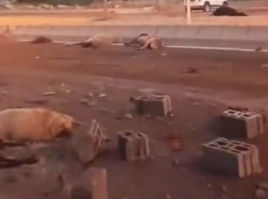 Van&rsquo;da kamyonet s&uuml;r&uuml;ye &ccedil;arptı: 37 koyun telef oldu
