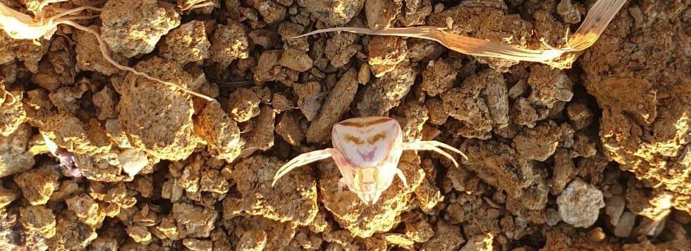 Yalova’da ’insan yüzlü örümcek’ görüldü