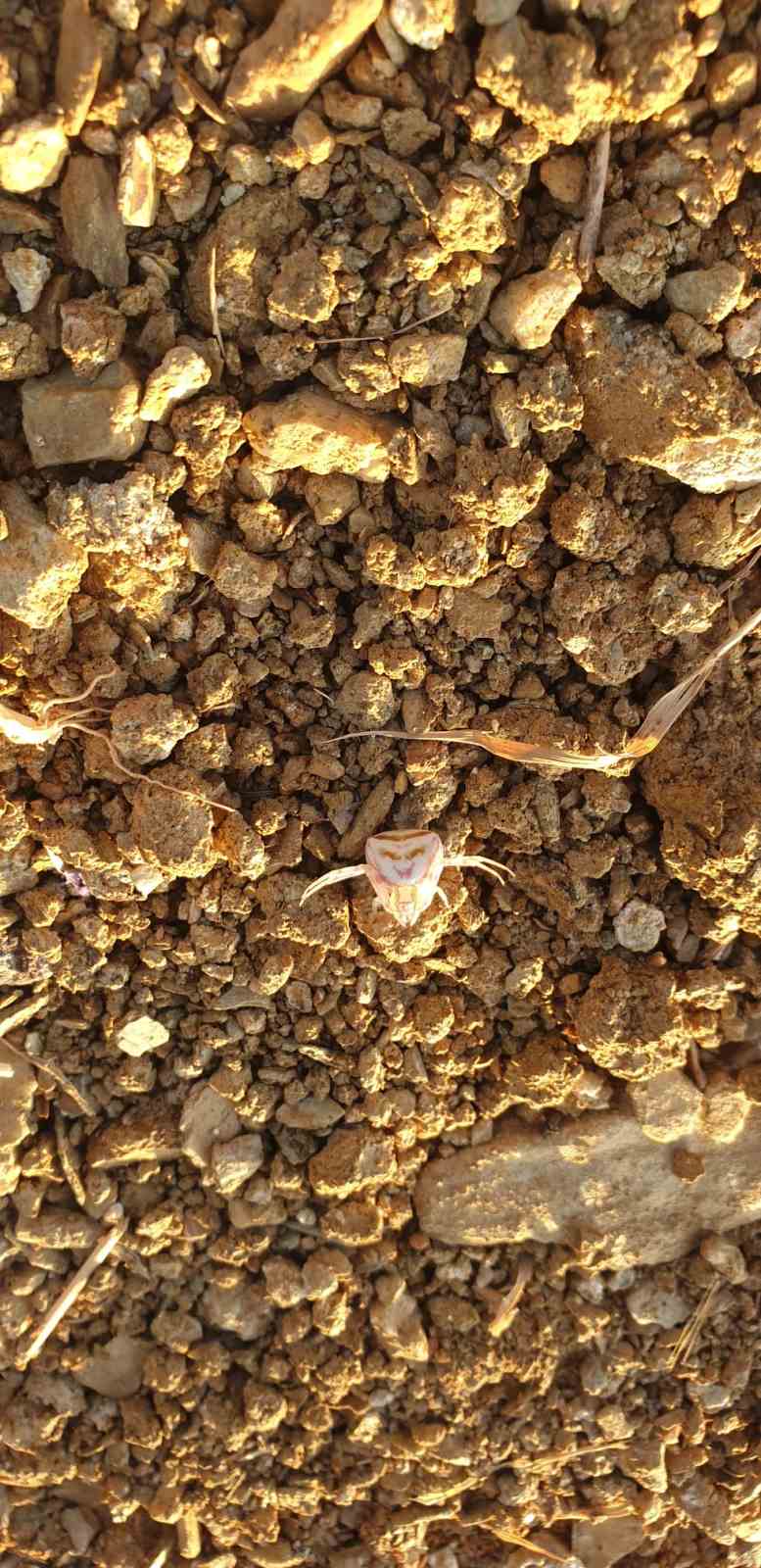 Yalova&rsquo;da &rsquo;insan y&uuml;zl&uuml; &ouml;r&uuml;mcek&rsquo; g&ouml;r&uuml;ld&uuml;
