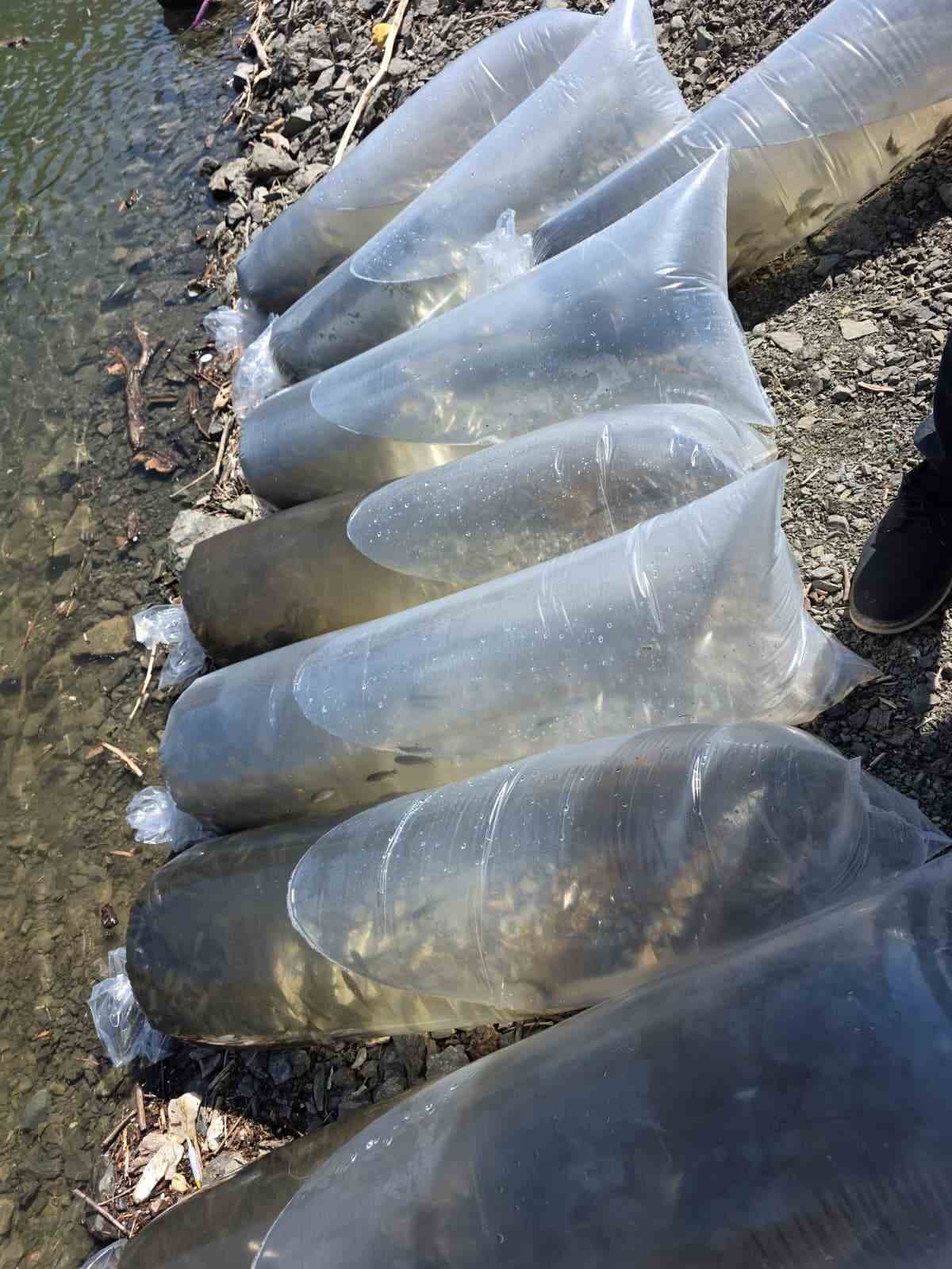 Beyhan Baraj G&ouml;l&uuml;&rsquo;ne 50 bin yavru balık bırakıldı
