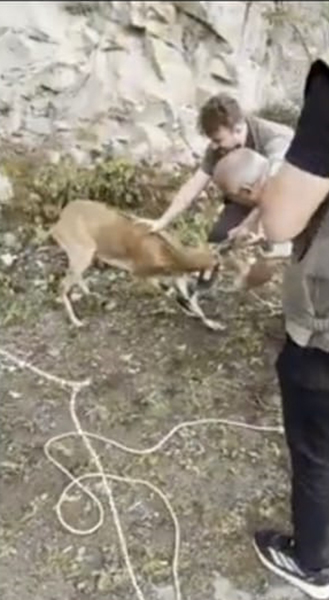 Milli Parklar’ın fendi dağ keçisinin inadını yendi