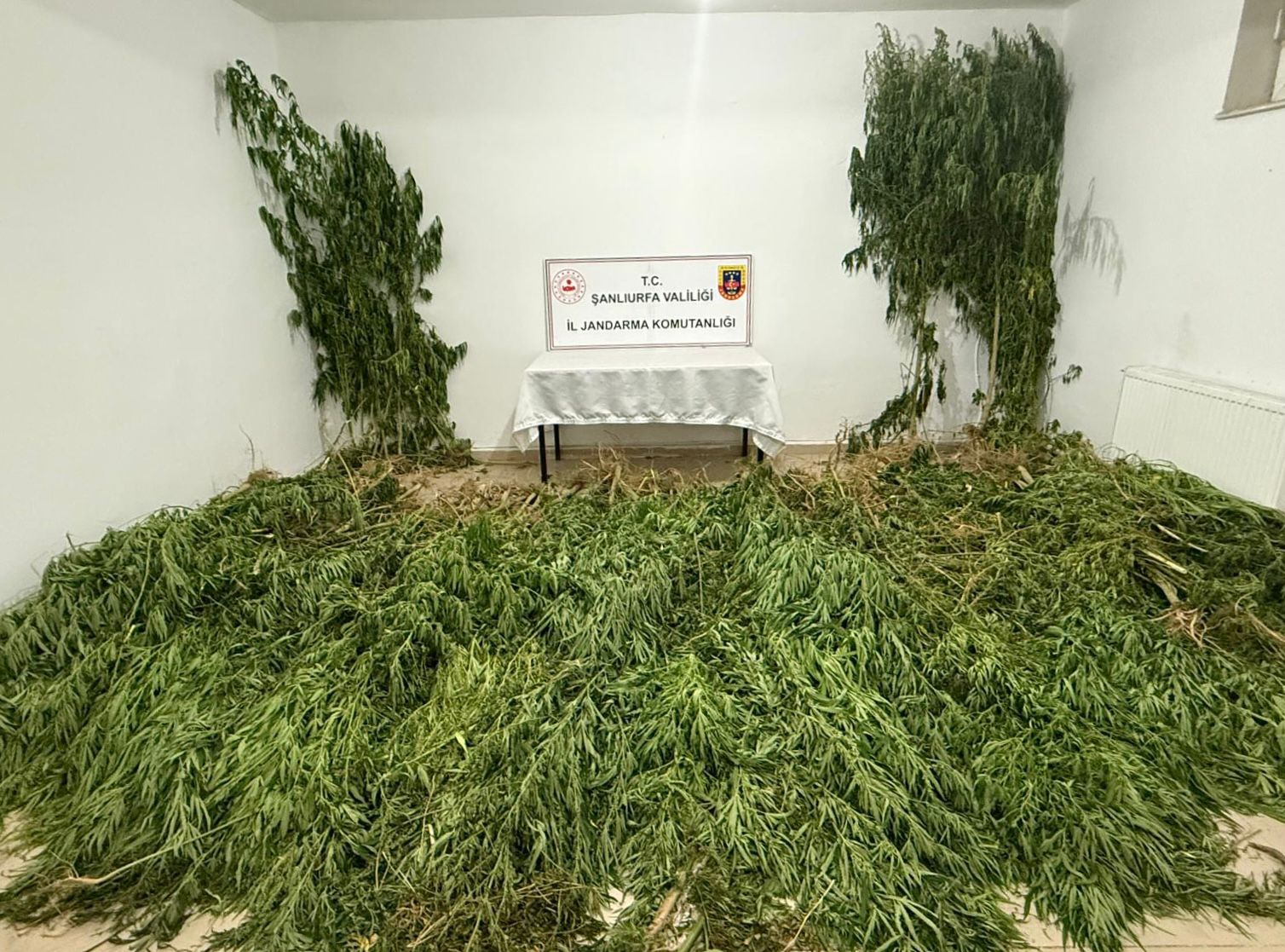 Şanlıurfa’da 2 kilo esrar ile 555 kök kenevir ele geçirildi: 3 gözaltı