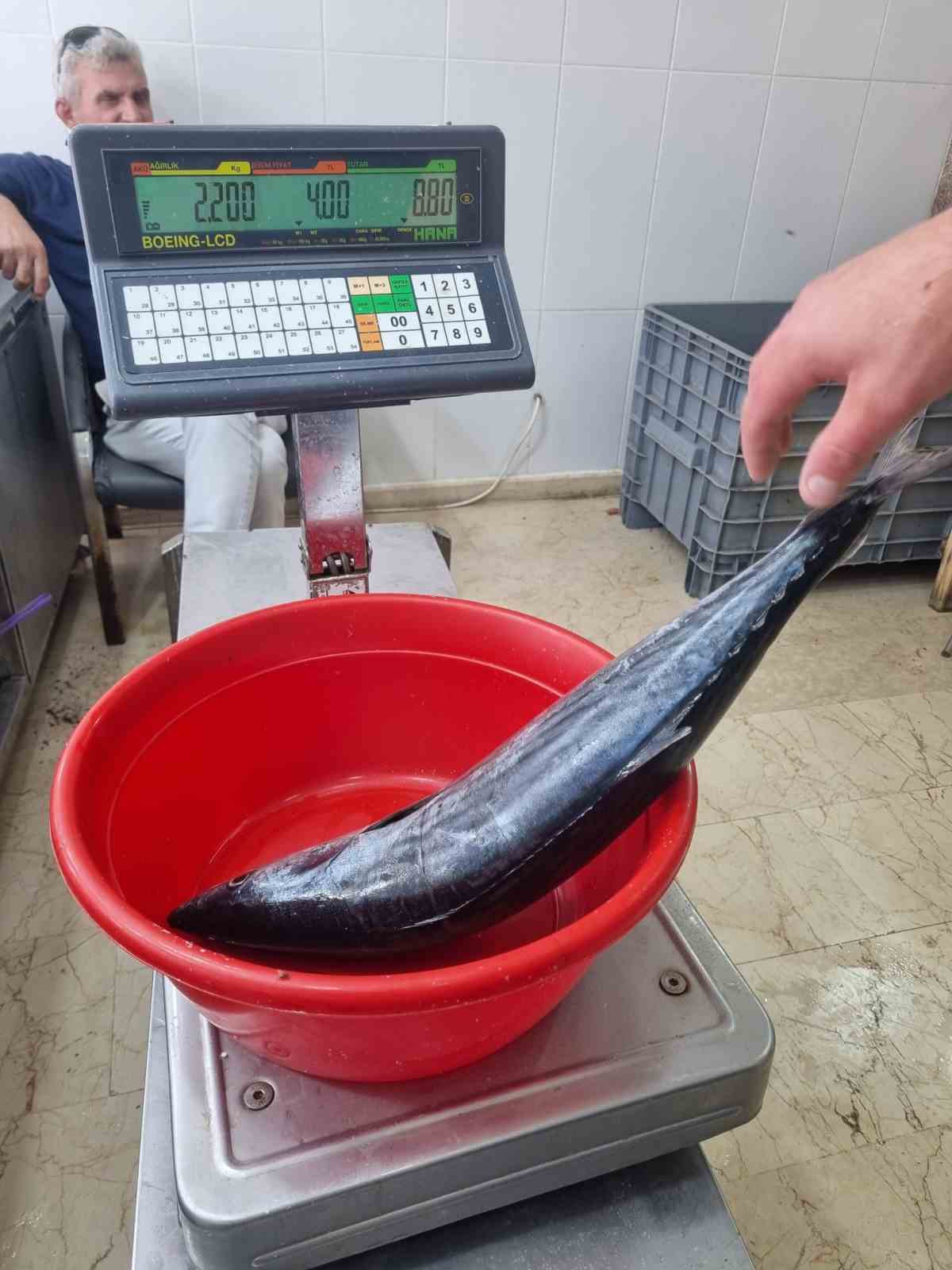 Sinop&rsquo;ta tezgahlara sezonun ilk torik balığı d&uuml;şt&uuml;
