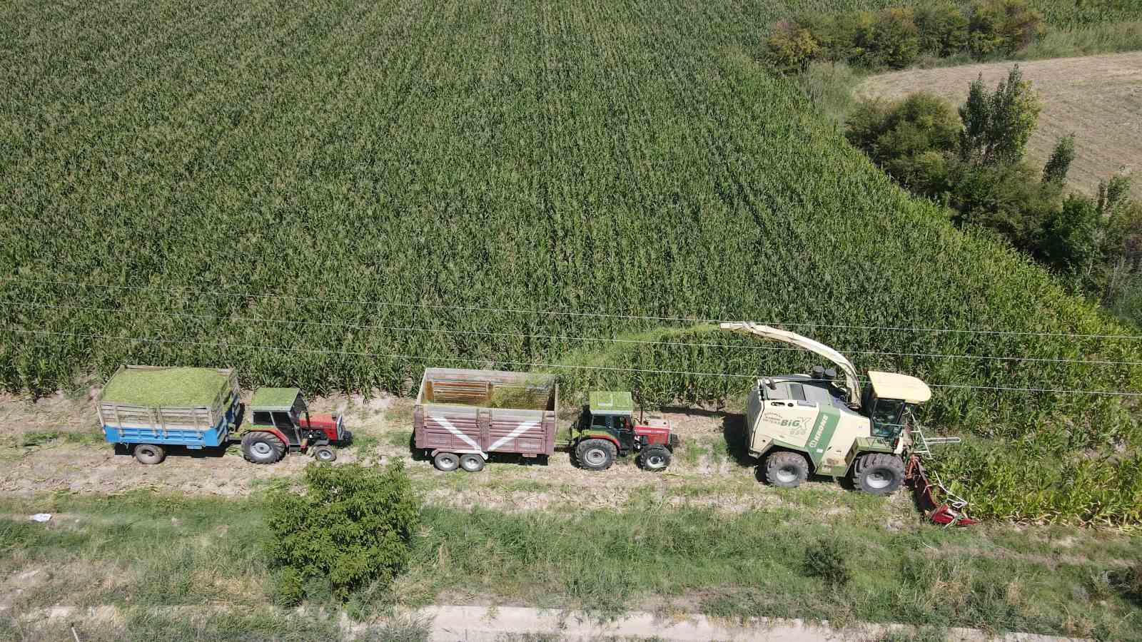 Erzincan Ovası’nda silajlık mısır hasadı başladı! Son yıllarda çiftçilerin gözdesi oldu