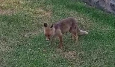 Erzurum&rsquo;da kadınlar yanlarına gelen tilkiye kadayıf dolması yedirdi
