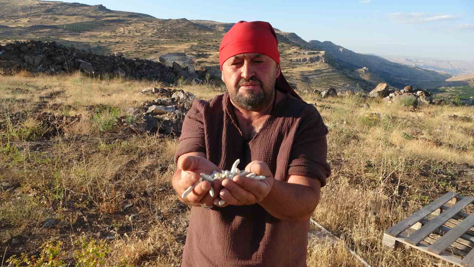 Kendiliğinden yetişiyor, kilosu 10 bin TL’ye satılıyor