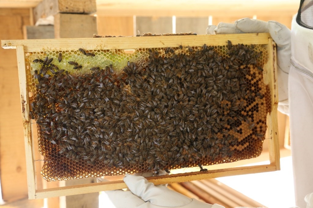 Artvin’de bal fiyatları belirlendi; kestane balı 2 bin 500 TL’den satılacak