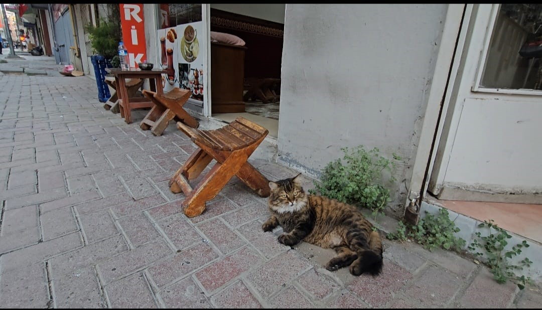 Elazığ&rsquo;da &ccedil;ay ocağını 4 yıldır mesken tutan &rsquo;Bıdık&rsquo;,  mahallenin maskotu oldu
