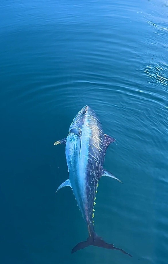 Selenyumun vücudun doğal savunmasına katkısı