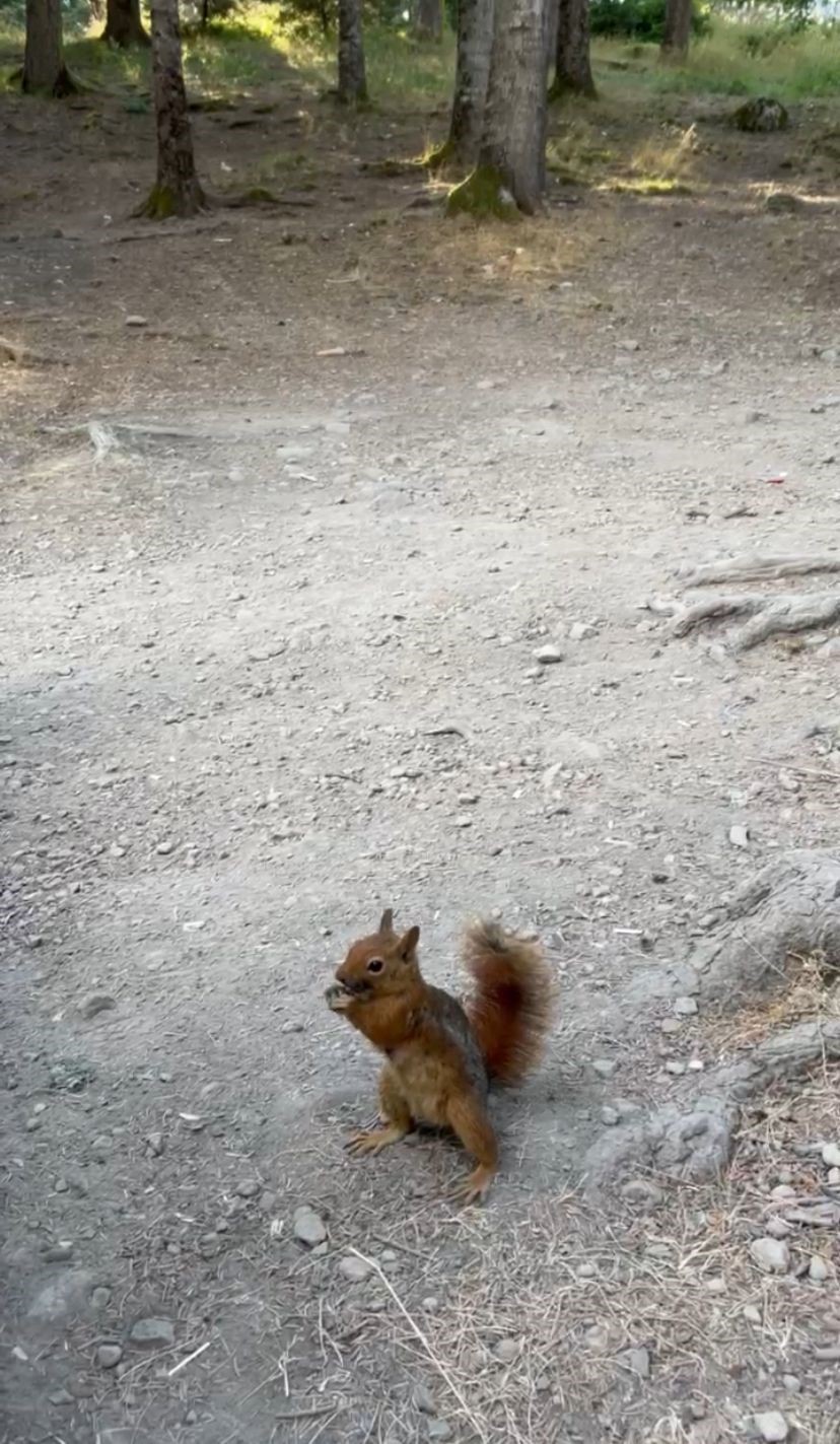 Bolu’da piknikçilere sürpriz ziyaret: Sincabı elleriyle beslediler