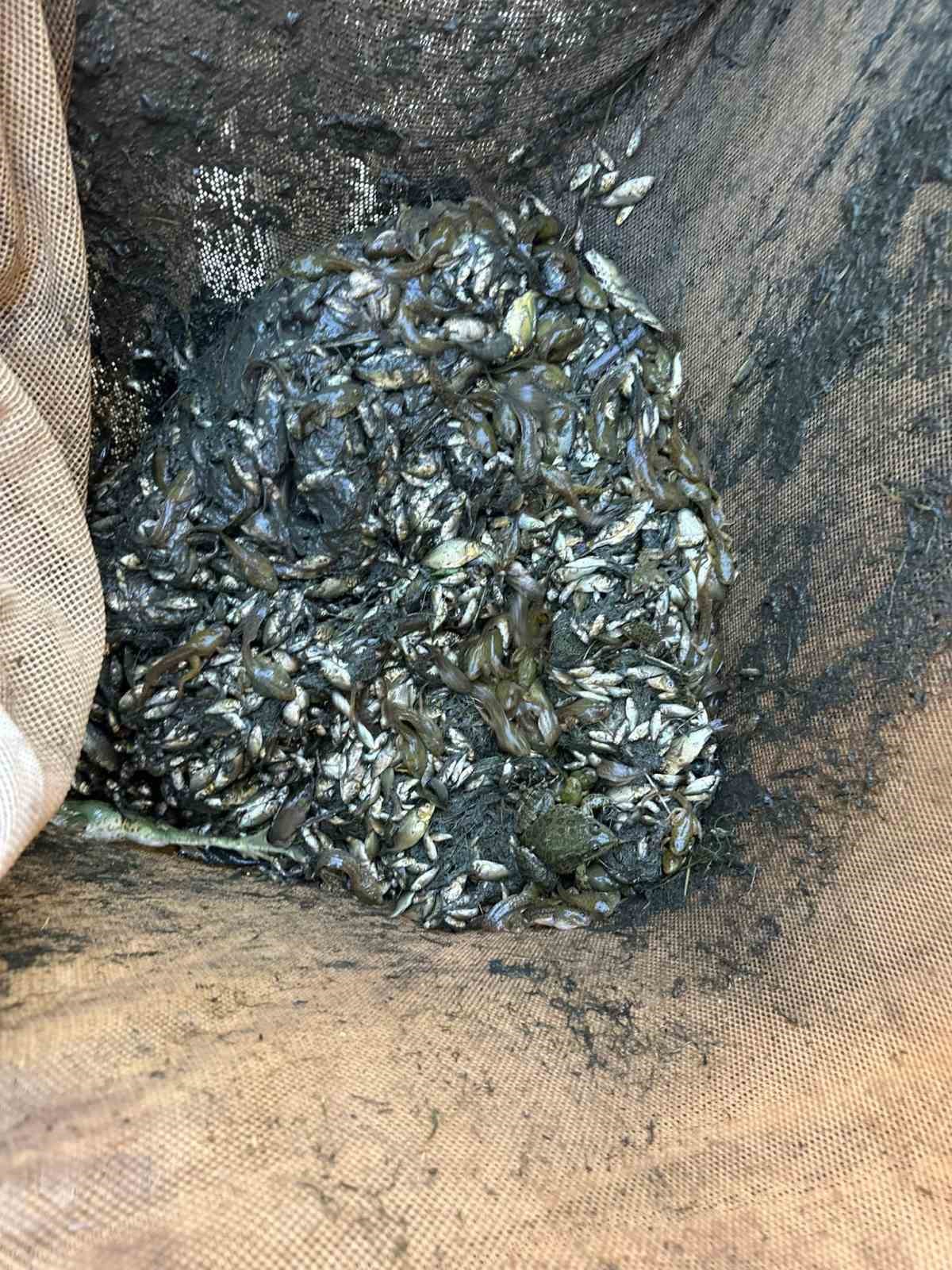 Bolu’da üretilen yavru sazanlar Türkiye’nin dört bir yanına gönderildi
