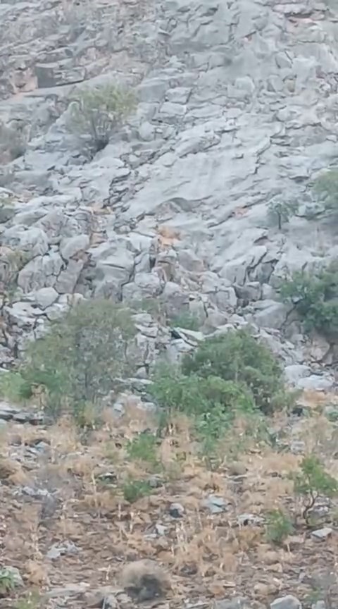 Elazığ’da dağ keçileri sürü halinde görüldü