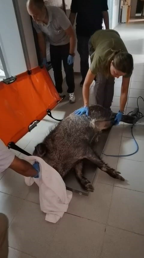 Silahla yaralanan domuz Doğal Yaşam Parkı’nda iyileştirildi