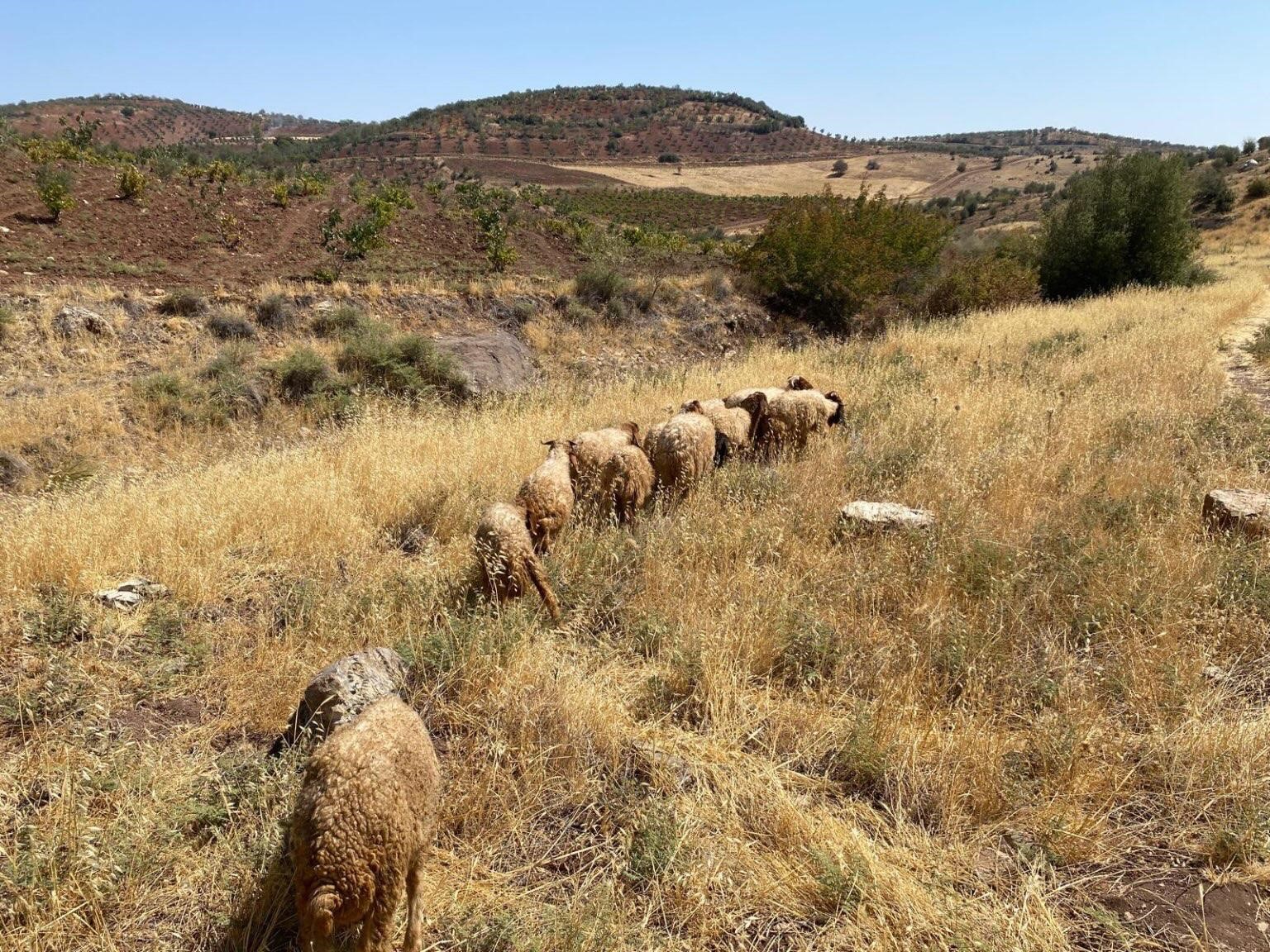 Kilis&rsquo;te kaybolan k&uuml;&ccedil;&uuml;kbaş hayvanlar bulundu
