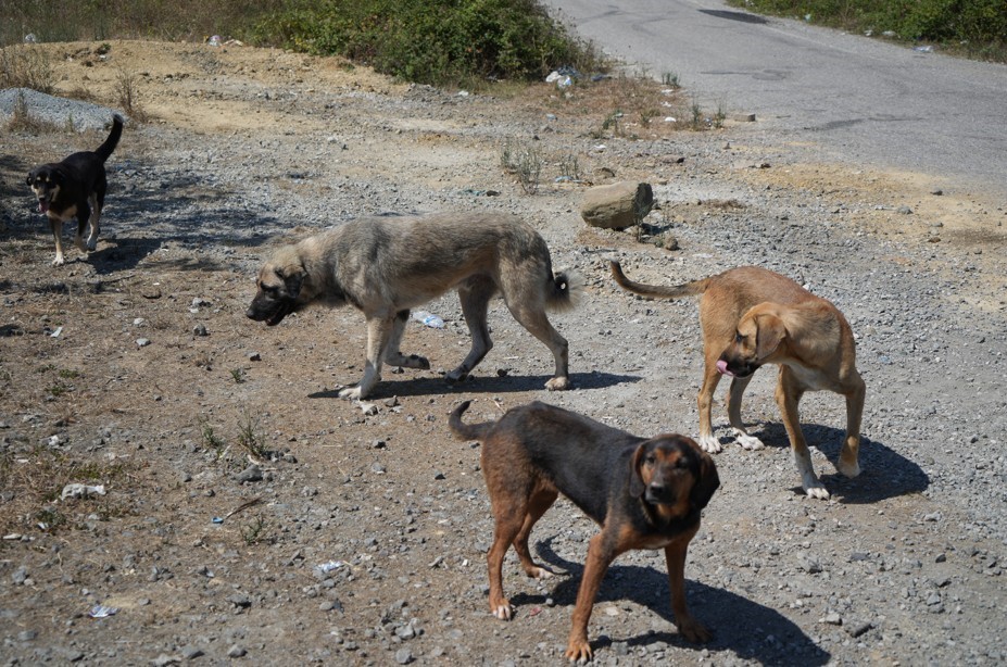 Kırsalda başıboş köpekler korku salıyor: Vatandaşlar tedirgin