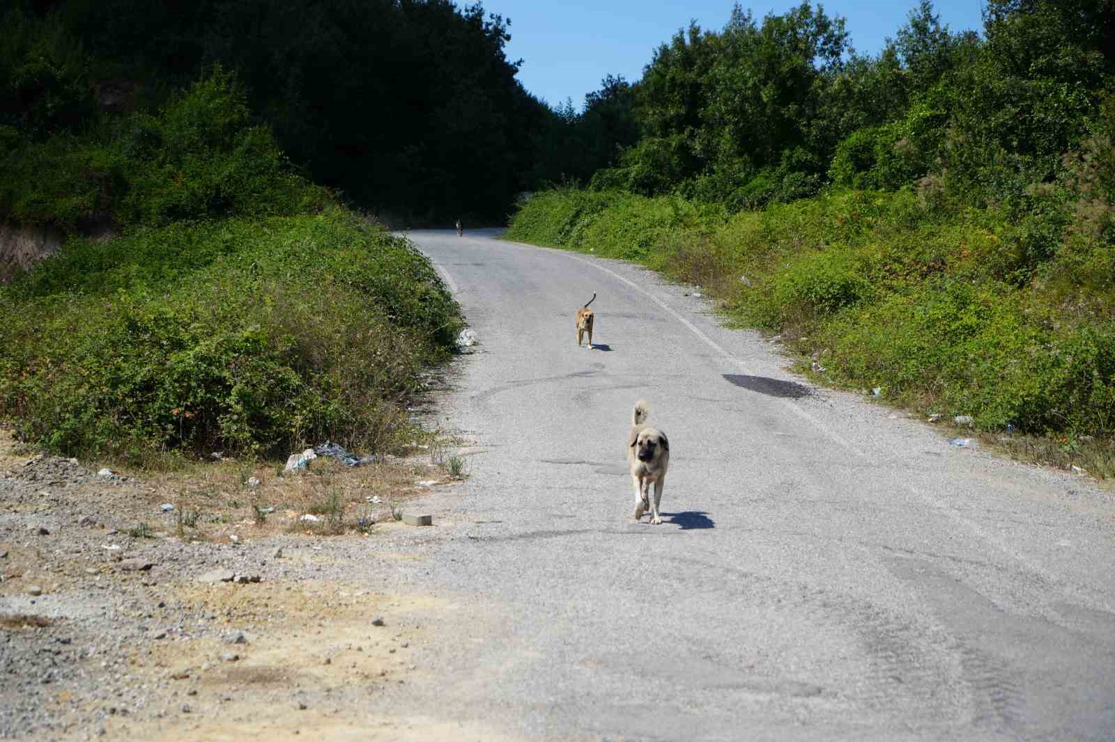Kırsalda başıboş k&ouml;pekler korku salıyor: Vatandaşlar tedirgin
