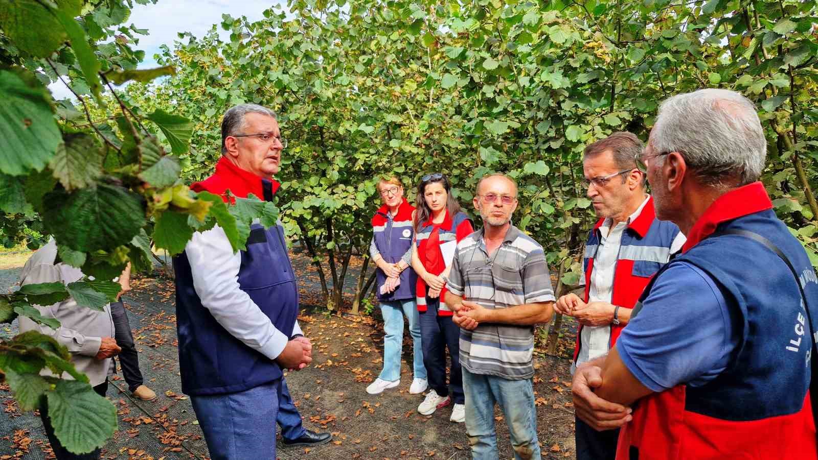 Samsun&rsquo;da zirai don, fındık rekoltesini d&uuml;ş&uuml;rd&uuml;
