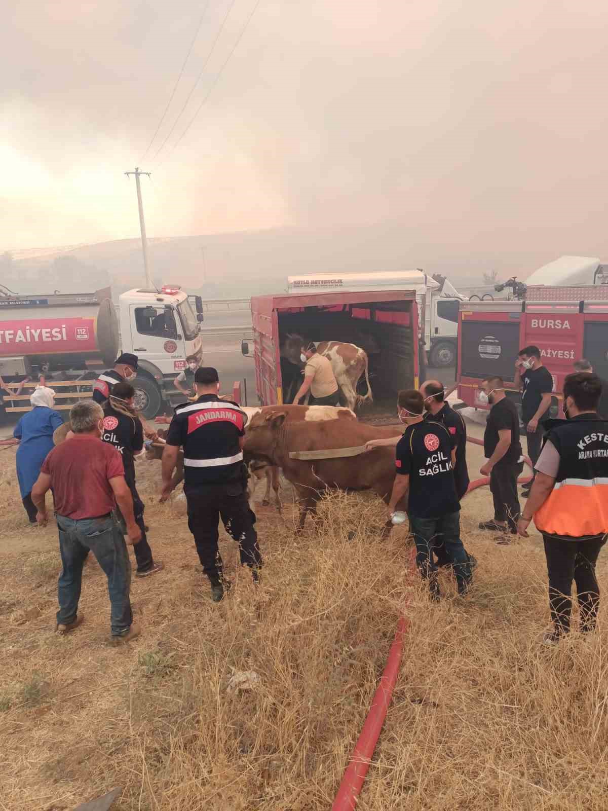 Alevler çiftlikleri tehdit etti, hayvanlar kurtarıldı
