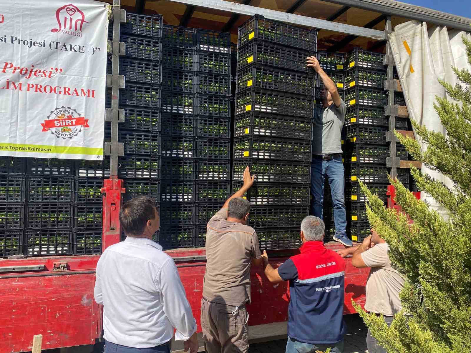 Siirt’te üreticilere marul ve karnabahar fidesi dağıtıldı