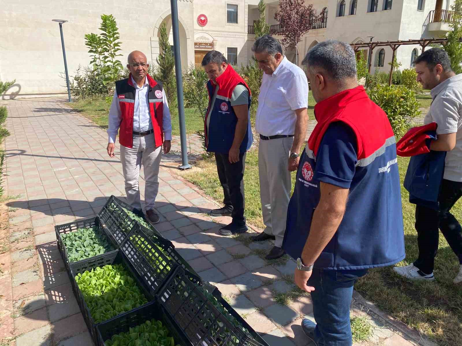 Siirt&rsquo;te &uuml;reticilere marul ve karnabahar fidesi dağıtıldı
