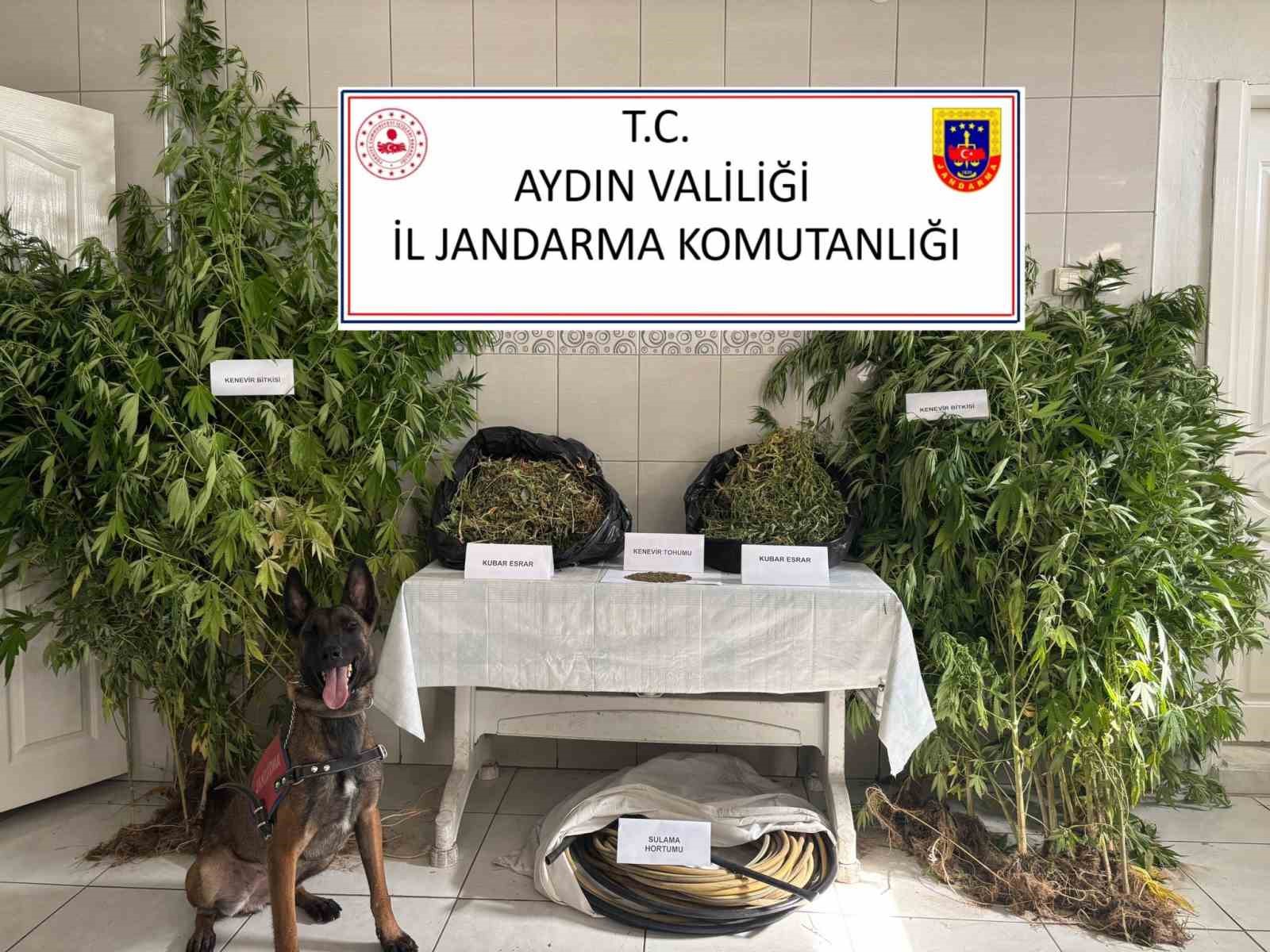 Bozdoğan’da uyuşturucu operasyonu: "Ormanlık alanda kenevir yetiştirmiş"