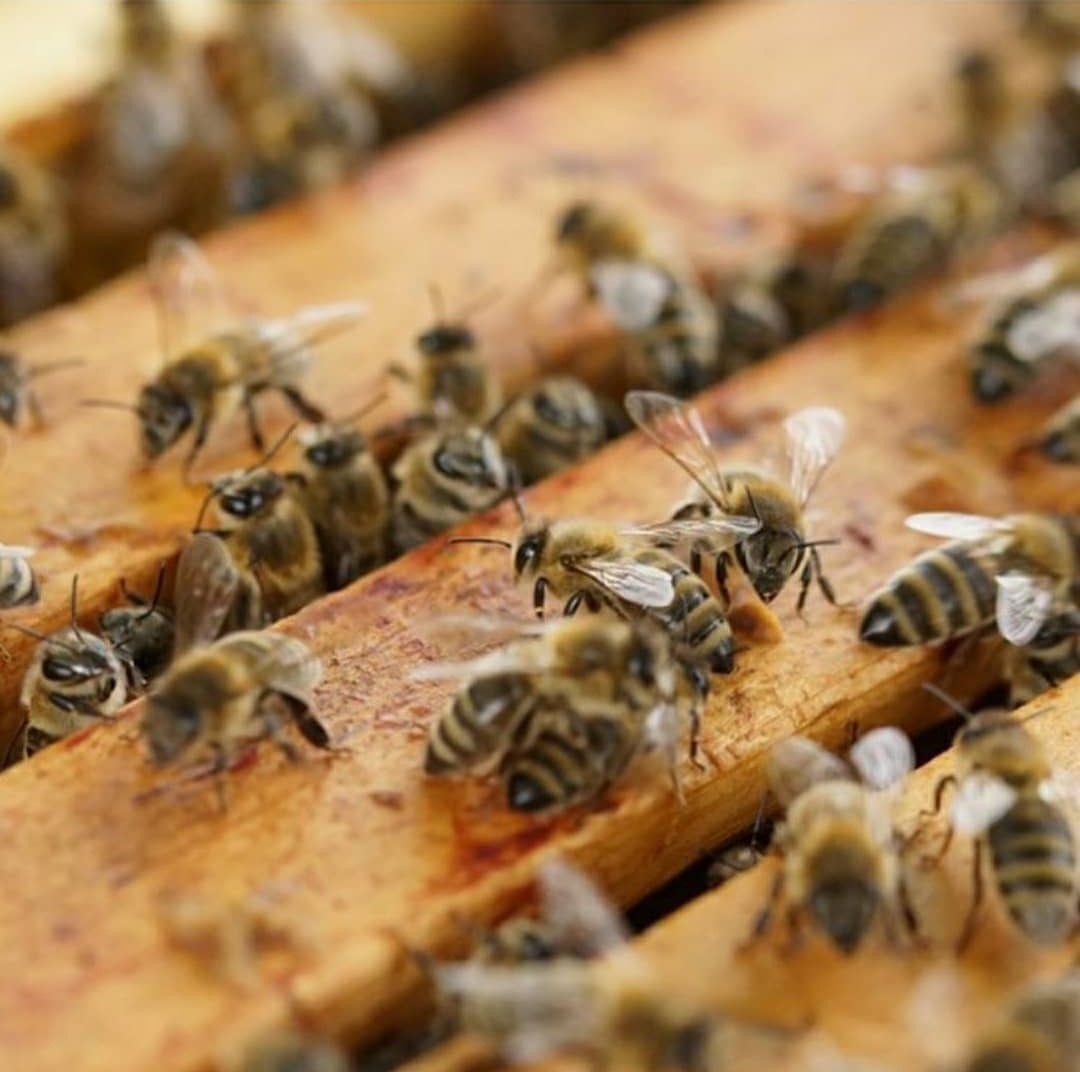 Muratlı’da bal üreticileri hasattan memnun