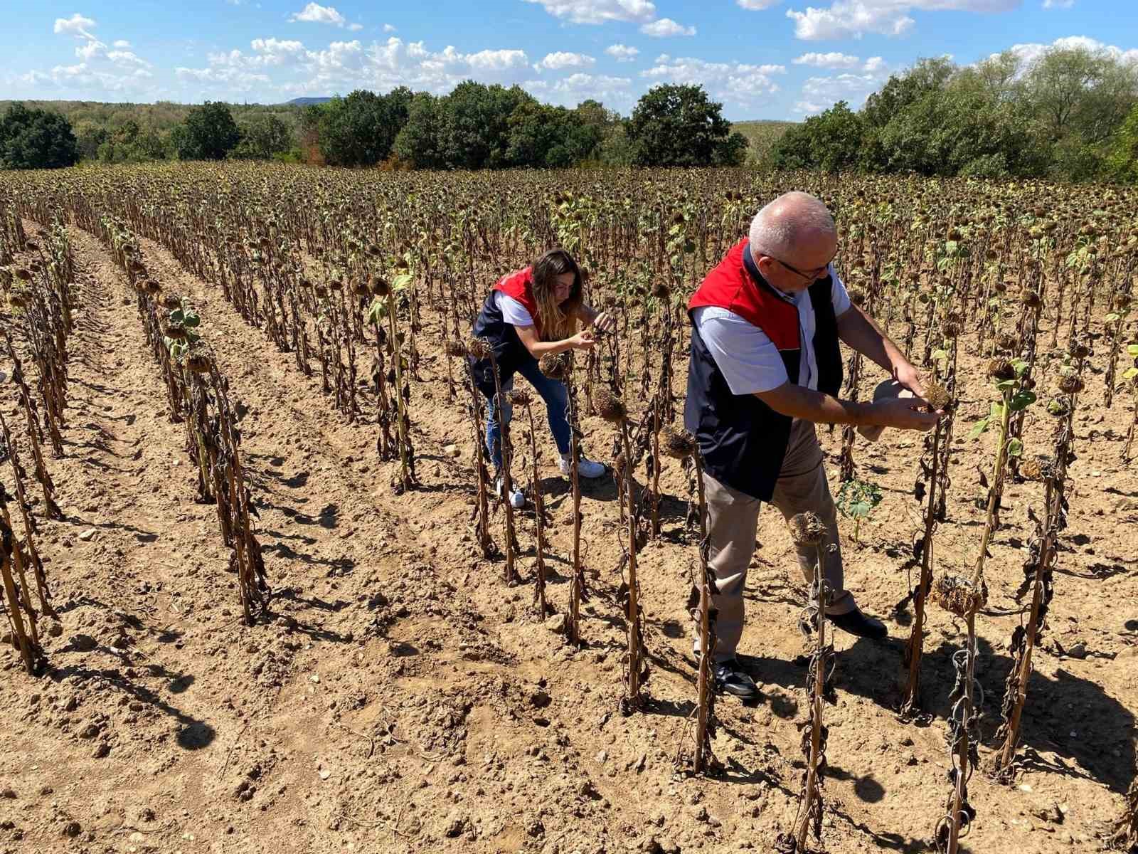 Kırklareli’nde ayçiçeği verim tespit çalışmaları