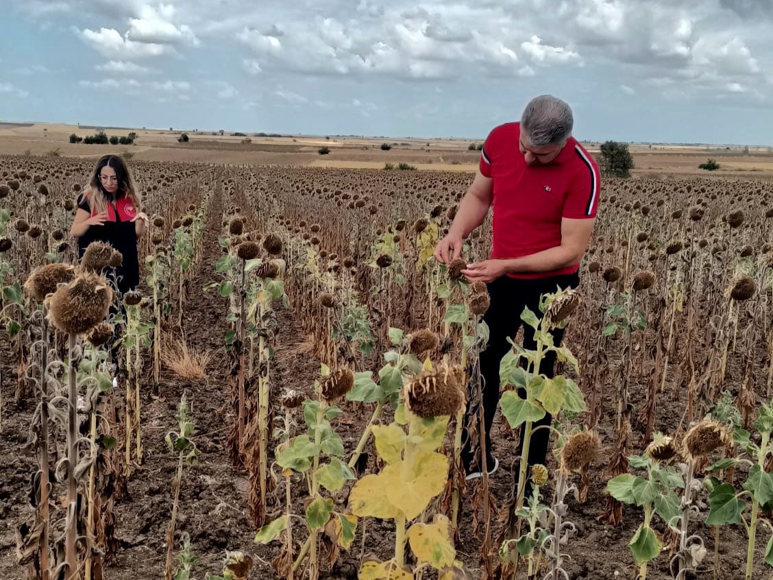 Kırklareli’nde ayçiçeği verim tespit çalışmaları
