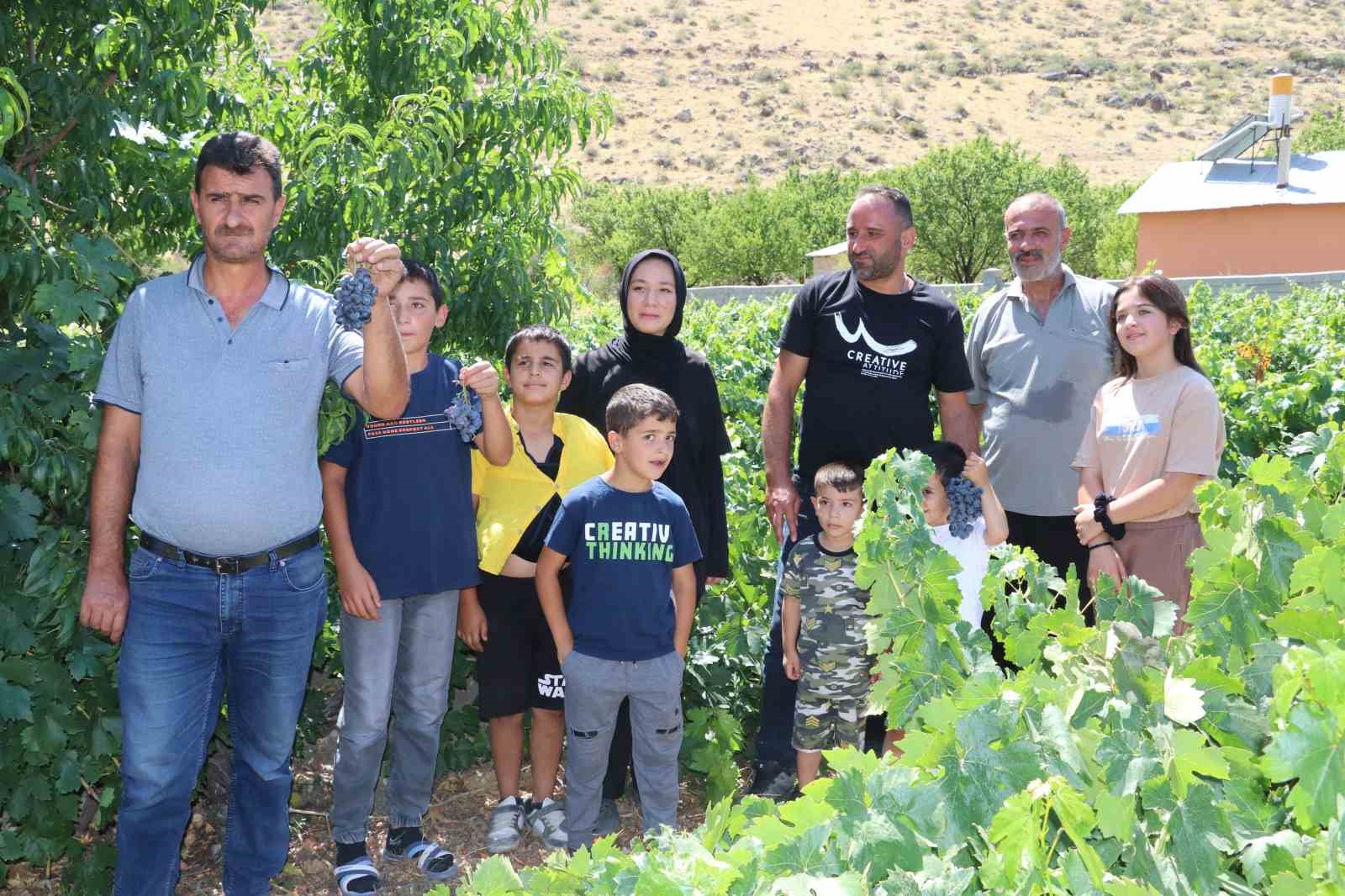 İki asırlık &Uuml;z&uuml;ml&uuml;&rsquo;n&uuml;n bağlarında Cimin &uuml;z&uuml;m&uuml; hasadı başladı
