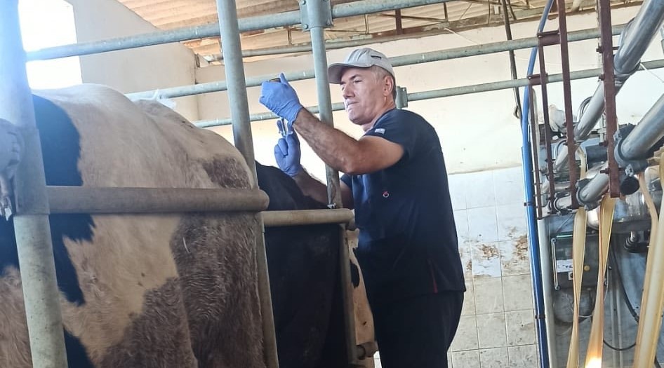 Nazilli&rsquo;de şap hastalığına karşı aşılama &ccedil;alışmaları s&uuml;r&uuml;yor
