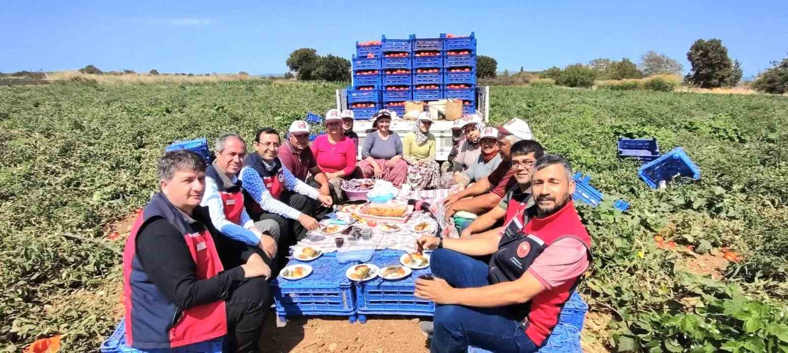 Çanakkale’de İl Tarım Müdürlüğünden üreticilere domates hasadı ziyareti