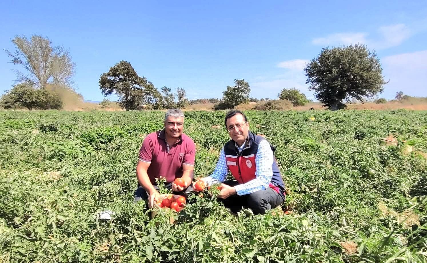 &Ccedil;anakkale&rsquo;de İl Tarım M&uuml;d&uuml;rl&uuml;ğ&uuml;nden &uuml;reticilere domates hasadı ziyareti
