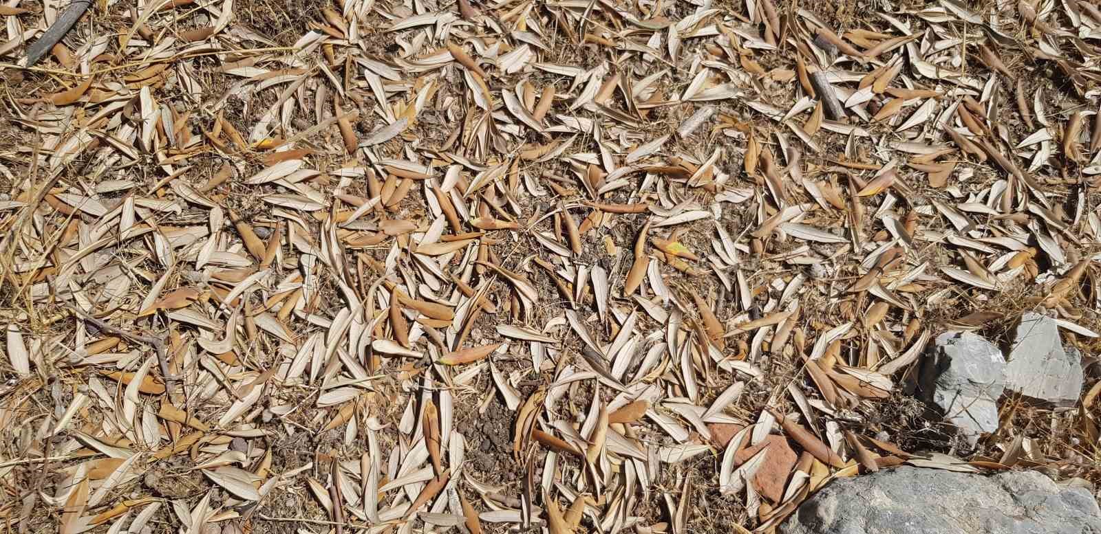 Kuraklık zeytin ağaçlarını verim ve kalitede vurdu