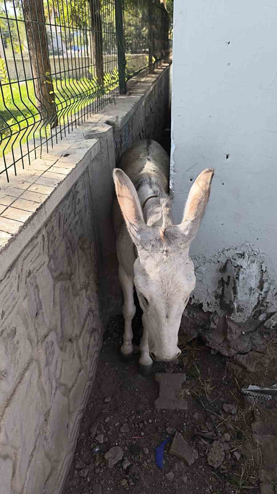 Batman’da iki duvar arasına sıkışan eşek kurtarıldı