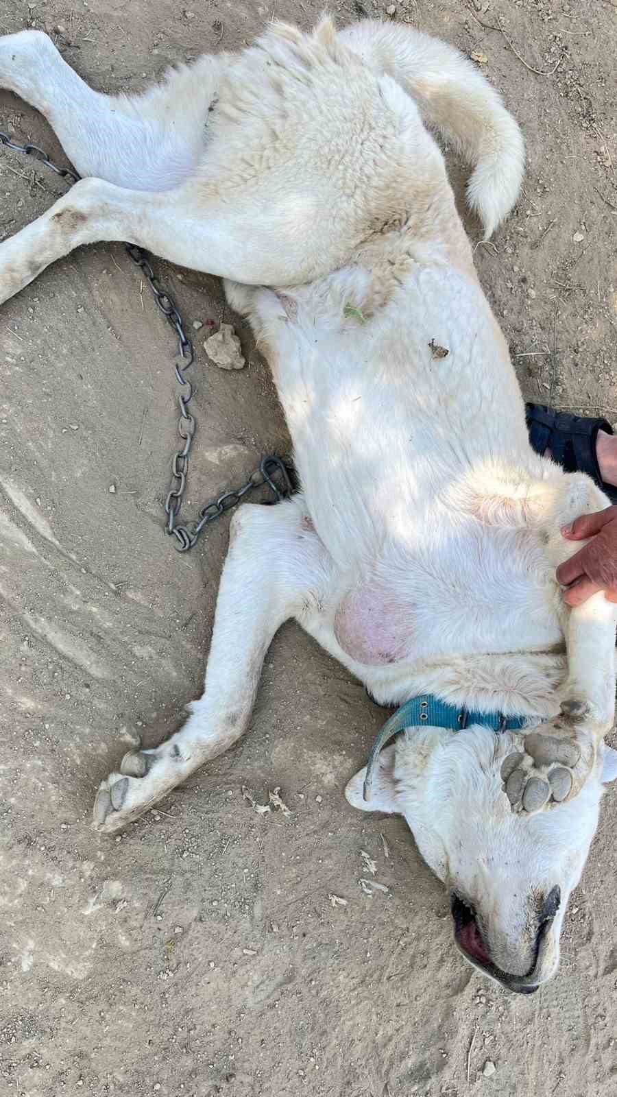 Göğsünde tümör bulunan köpek ameliyat edildi