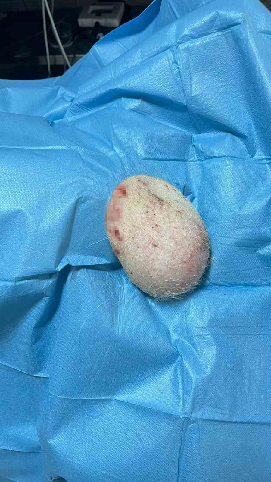 G&ouml;ğs&uuml;nde t&uuml;m&ouml;r bulunan k&ouml;pek ameliyat edildi
