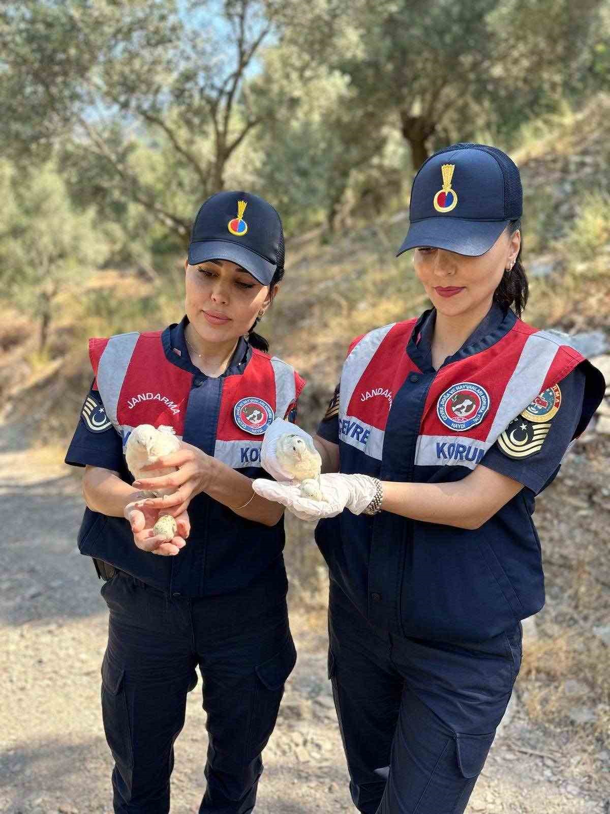 Doğa koruma faaliyetinde 25 bıldırcın ve 21 keklik ele ge&ccedil;irildi
