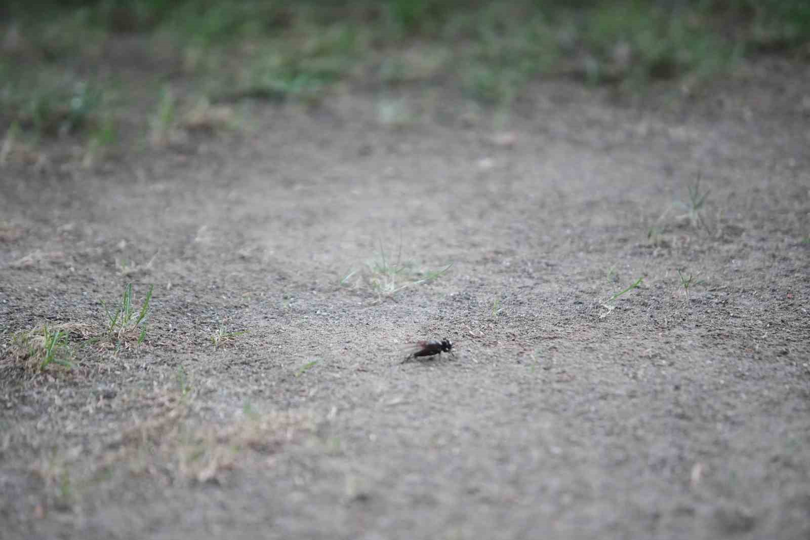Samsunspor-Panathinaikos maçında statta "peygamberdevesi" görüldü