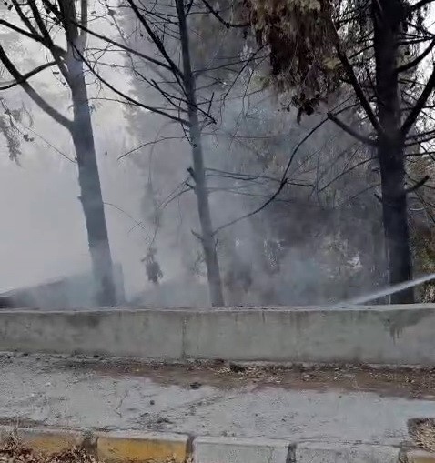 Mikser sürücüsü ağaçları yanmaktan kurtardı
