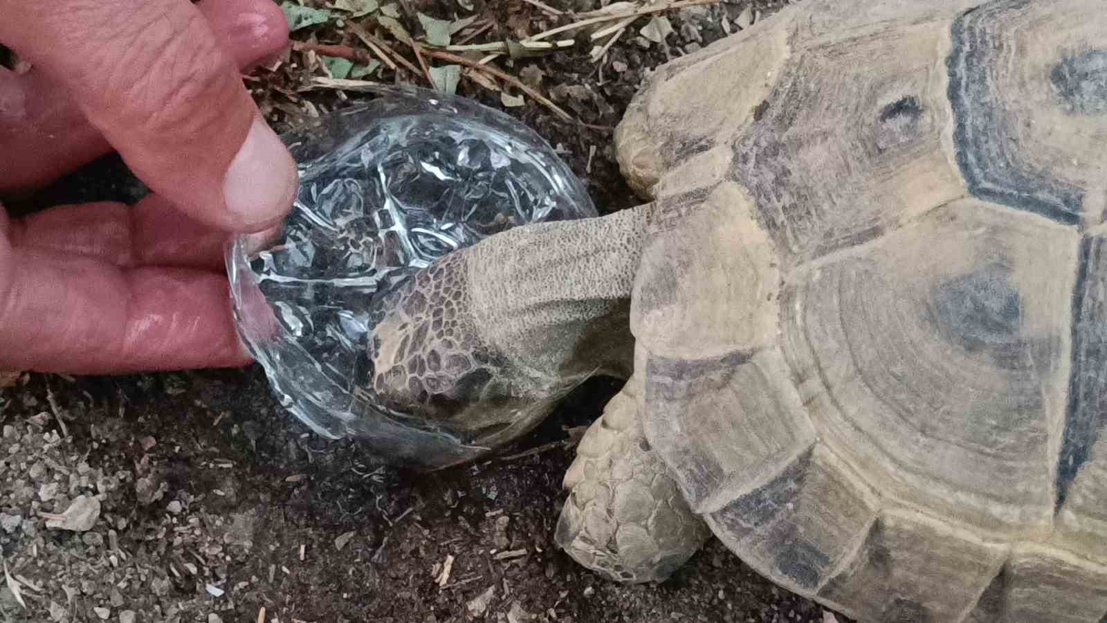 Duyarlı vatandaştan y&uuml;reklere dokunan hareket: Kaplumbağaya g&ouml;zyaşları i&ccedil;inde su i&ccedil;irdi
