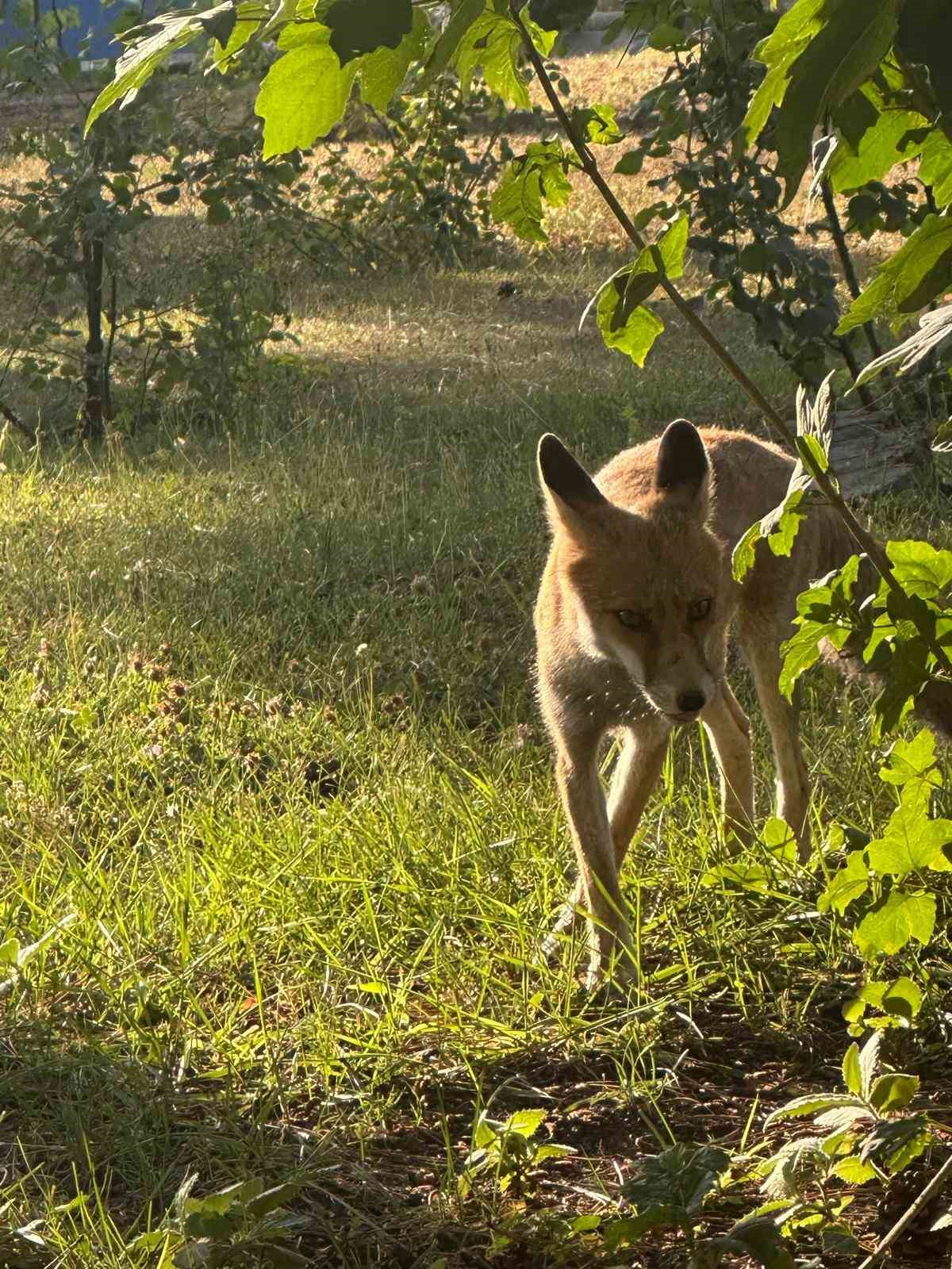 Tavşanlı’da maden işçilerinin tilki ile dostluğu